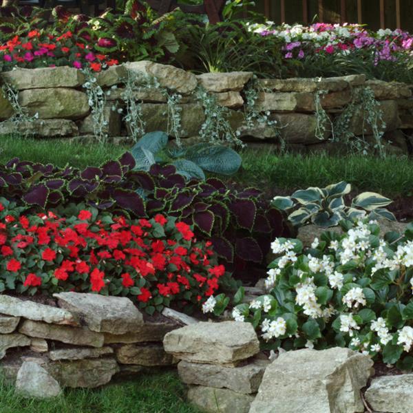 Begonia BabyWing Red - Commercial Landscape 2
