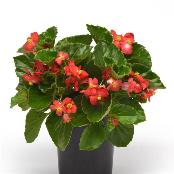 Begonia BabyWing Red - Container