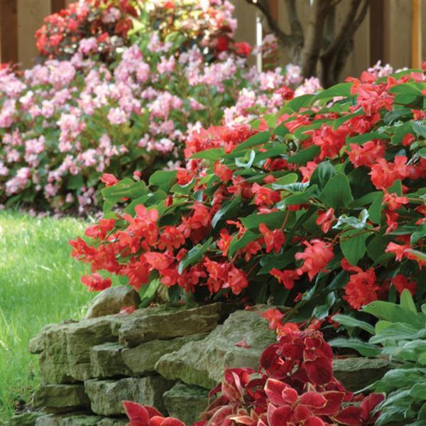 Begonia BabyWing Red - Landscape