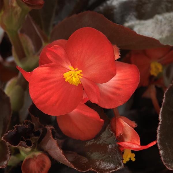Begonia BabyWing® Red Bronze Leaf - Bloom