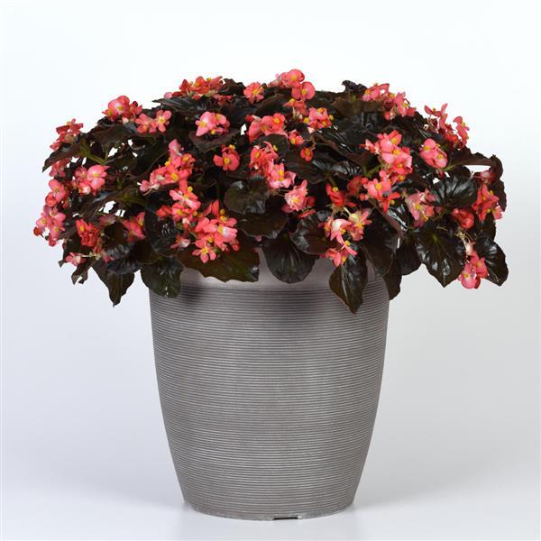 Begonia BabyWing Red Bronze Leaf - Container