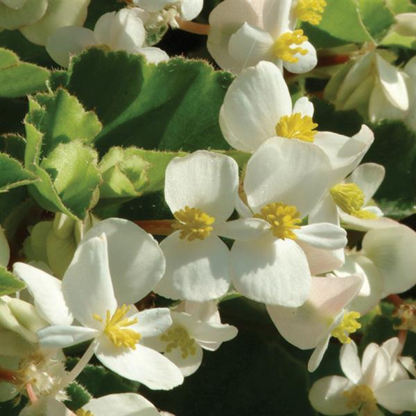 Begonia BabyWing® White - Bloom