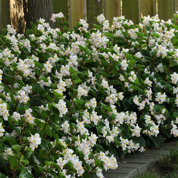Begonia BabyWing White - Commercial Landscape 1