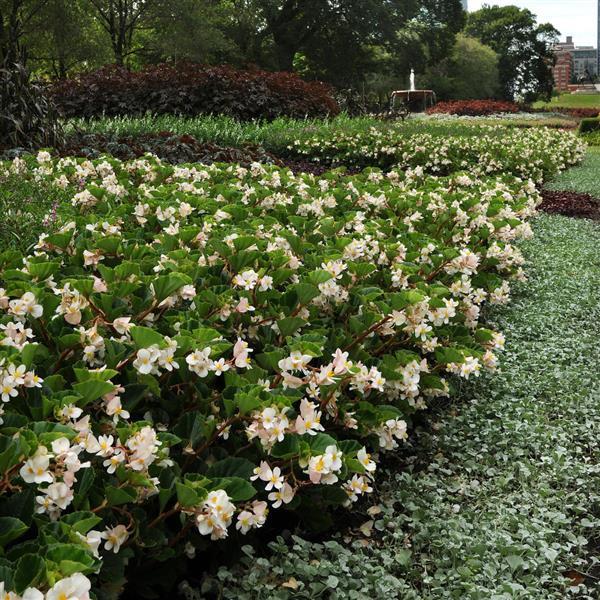 Begonia BabyWing White - Commercial Landscape 3