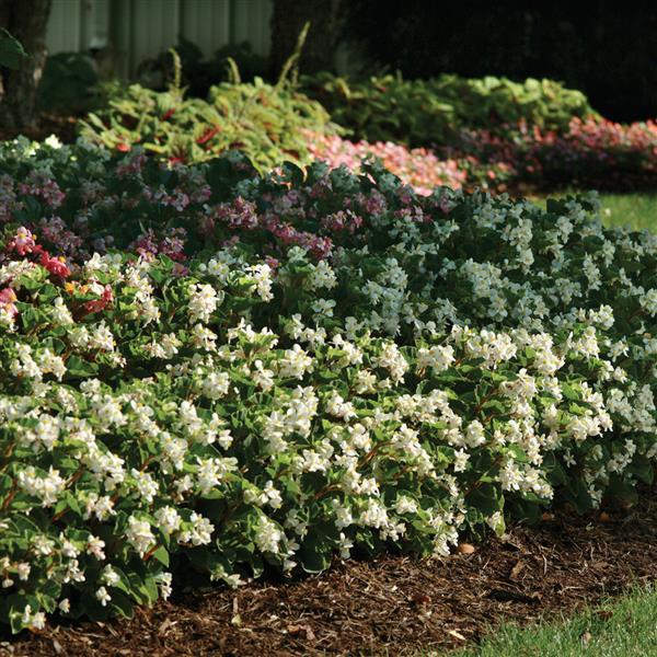 Begonia BabyWing White - Landscape