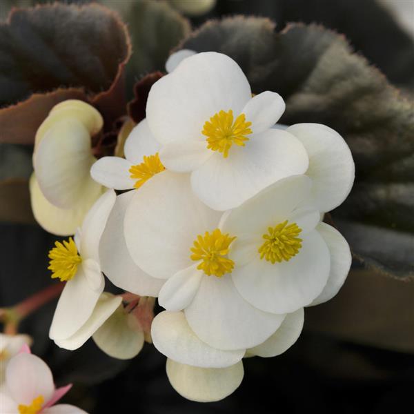 Begonia BabyWing® White Bronze Leaf - Bloom