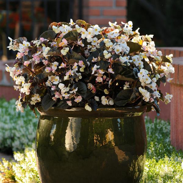 Begonia BabyWing White Bronze Leaf - Container