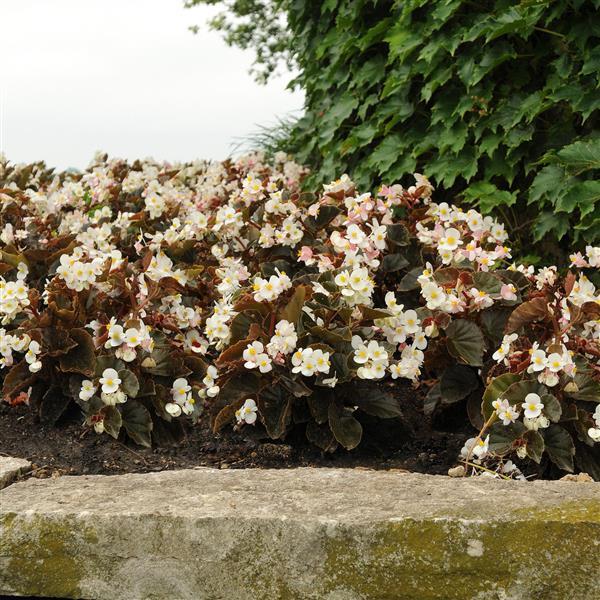 Begonia BabyWing White Bronze Leaf - Landscape