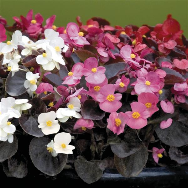 Begonia Nightlife Mix - Bloom