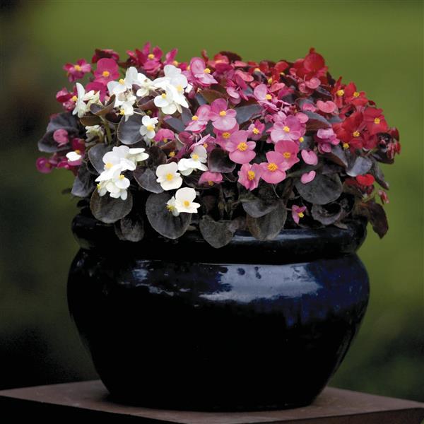 Begonia Nightlife Mix - Container