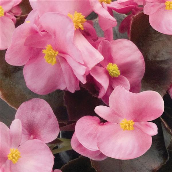 Begonia Nightlife Pink - Bloom