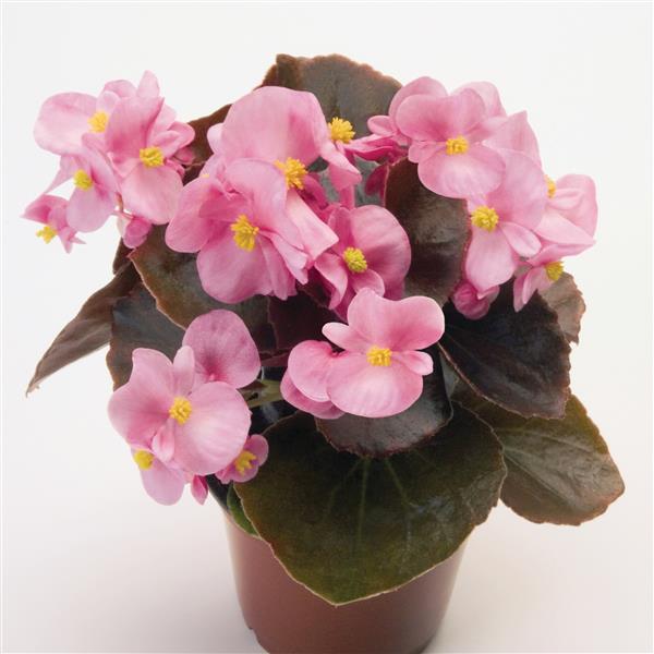 Begonia Nightlife Pink - Container