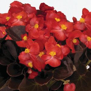 Begonia Nightlife Red - Bloom