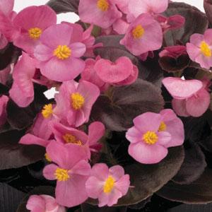 Begonia Nightlife Rose - Bloom