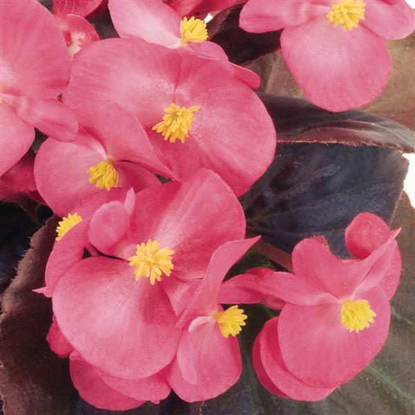Begonia Nightlife Deep Rose - Bloom