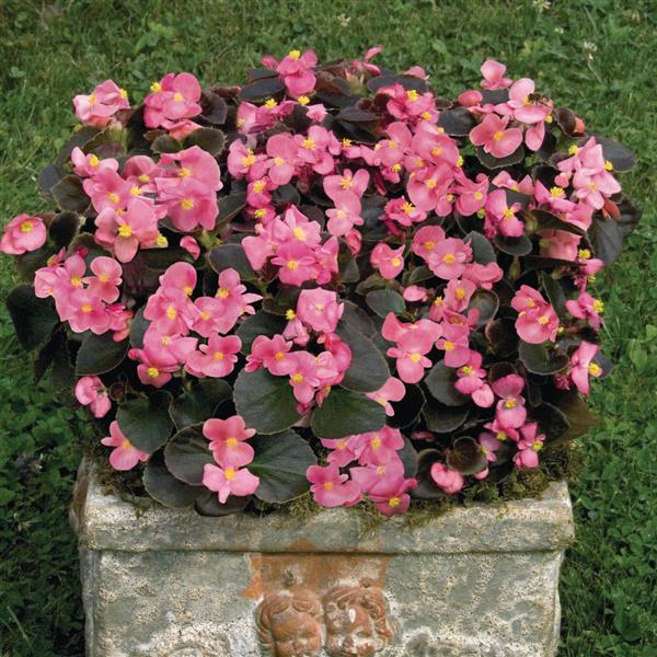 Begonia Nightlife Deep Rose - Container