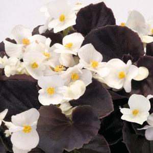 Begonia Nightlife White - Bloom