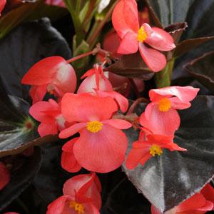 Begonia Whopper® Red With Bronze Leaf - Bloom