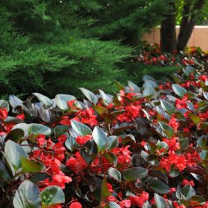 Begonia Whopper Red With Bronze Leaf - Landscape