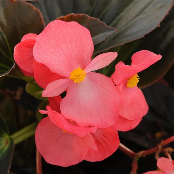 Begonia Whopper® Rose With Bronze Leaf - Bloom