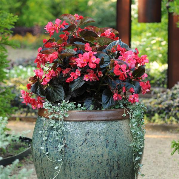 Begonia Whopper Rose With Bronze Leaf - Container