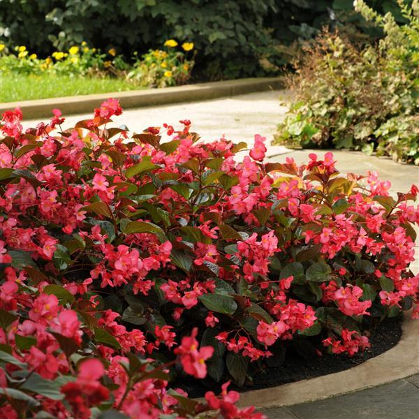 Begonia Whopper Rose With Bronze Leaf - Landscape