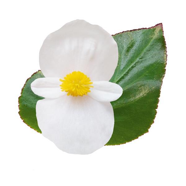 Begonia Whopper® White With Green Leaf - Bloom