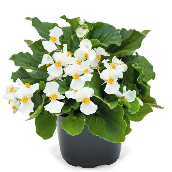 Begonia Whopper White With Green Leaf - Container