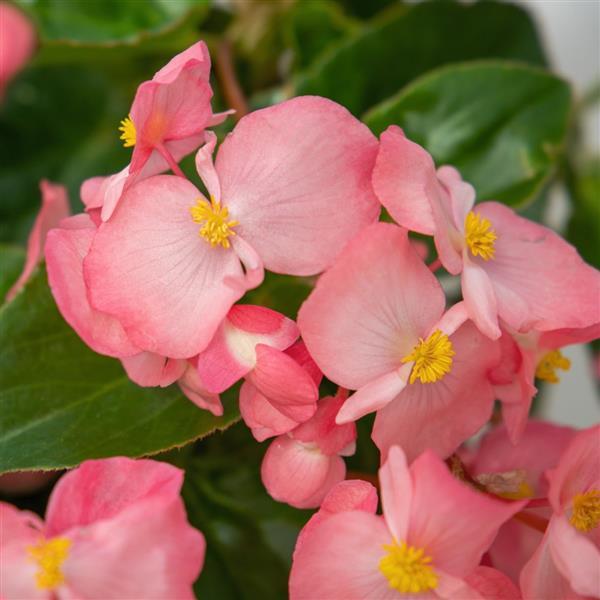 Begonia Whopper Pink With Green Leaf - Bloom