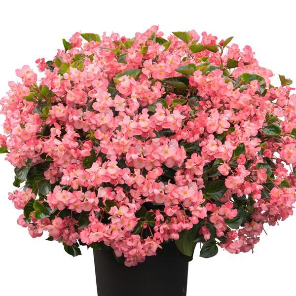 Begonia Whopper Pink With Green Leaf - Container
