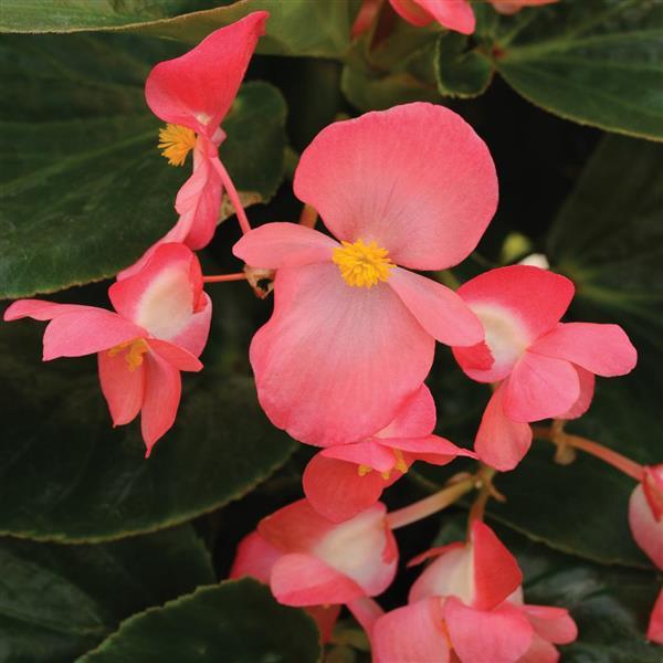 Begonia Whopper® Rose With Green Leaf - Bloom