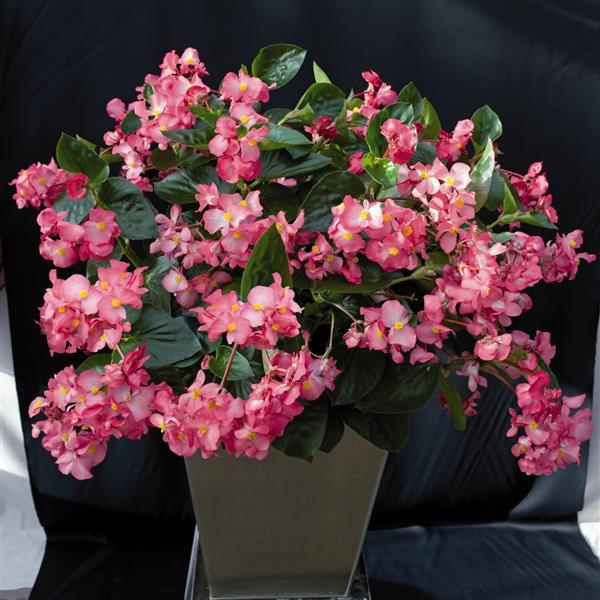 Begonia Whopper Rose With Green Leaf - Container