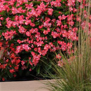 Begonia Whopper Rose With Green Leaf - Landscape