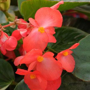 Begonia Whopper® Red With Green Leaf - Bloom
