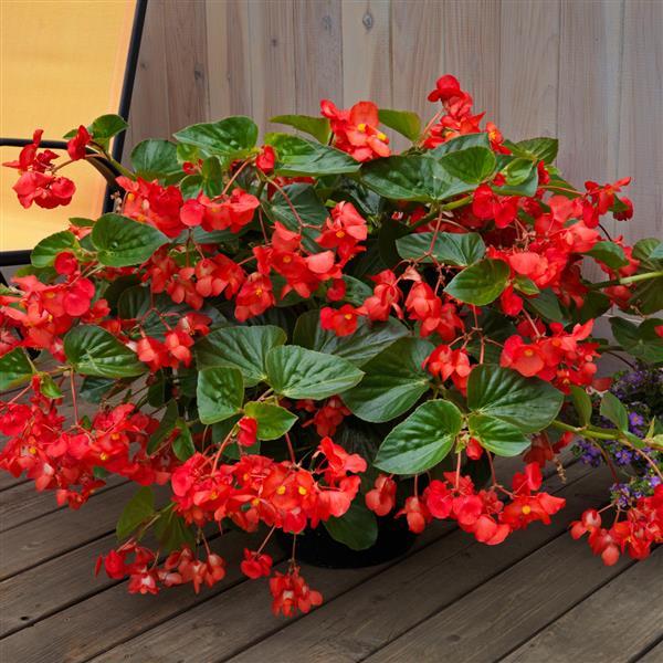 Begonia Whopper Red With Green Leaf - Container