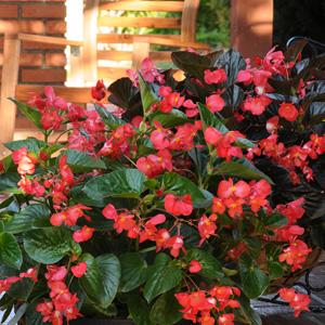 Begonia Whopper Red With Green Leaf - Landscape
