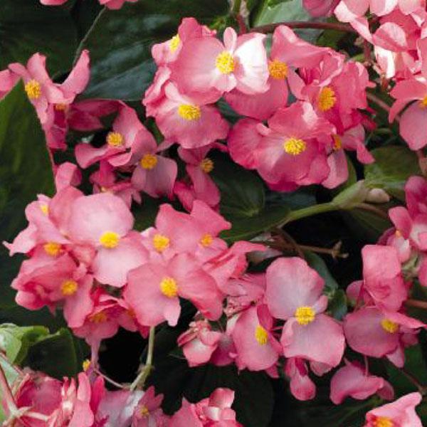 Begonia Whopper® Rose With Green Leaf Improved - Bloom