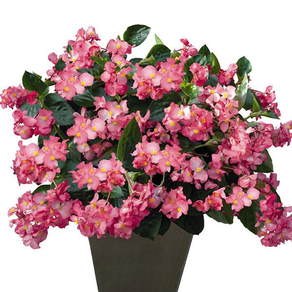 Begonia Whopper Rose With Green Leaf Improved - Container