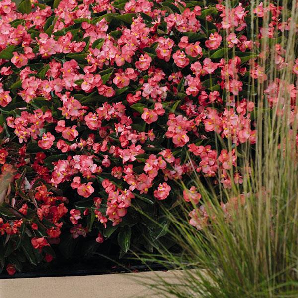 Begonia Whopper Rose With Green Leaf Improved - Landscape