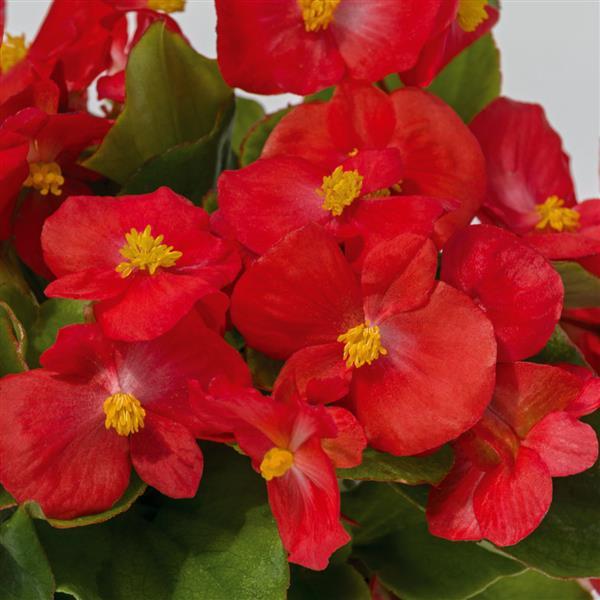 Begonia Whopper® Red With Green Leaf Improved - Bloom