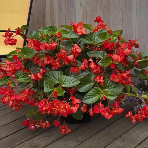 Begonia Whopper Red With Green Leaf Improved - Container
