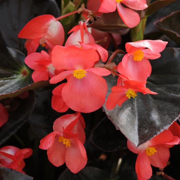 Begonia Whopper® Red With Bronze Leaf Improved - Bloom