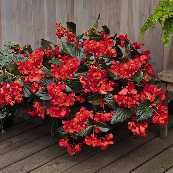 Begonia Whopper Red With Bronze Leaf Improved - Container