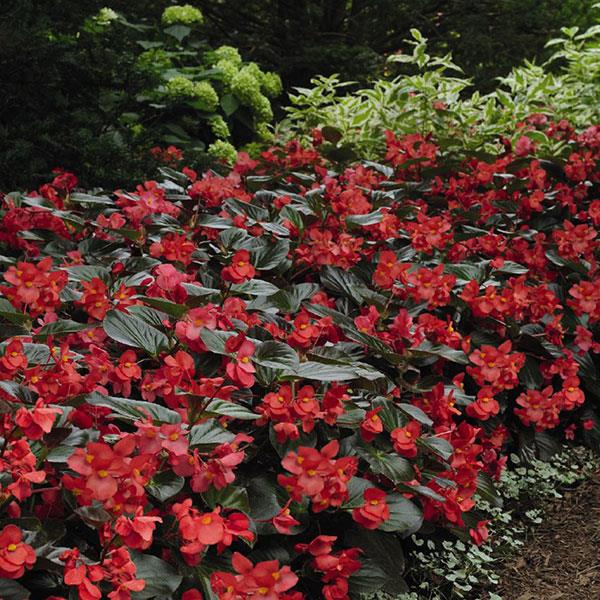 Begonia Whopper Red With Bronze Leaf Improved - Landscape