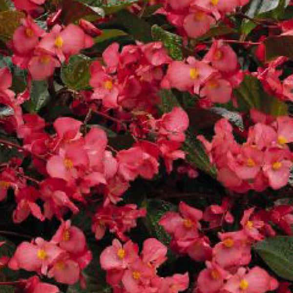 Begonia Whopper® Rose With Bronze Leaf Improved - Bloom