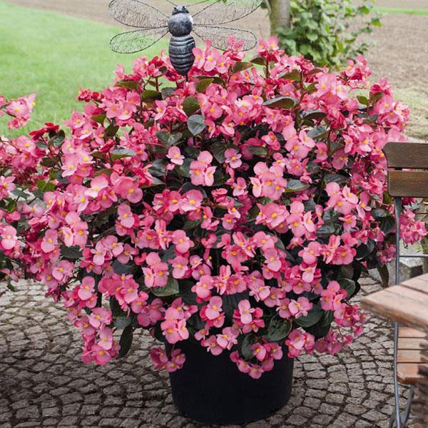 Begonia Whopper Rose With Bronze Leaf Improved - Container