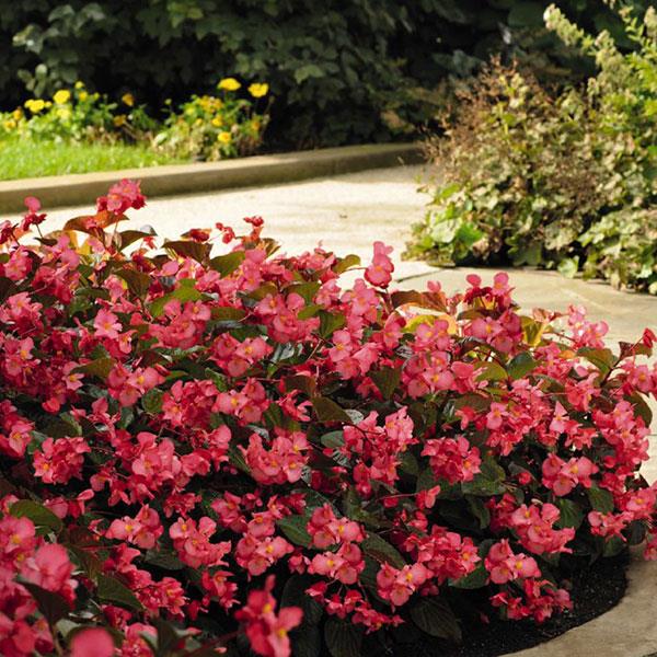 Begonia Whopper Rose With Bronze Leaf Improved - Landscape