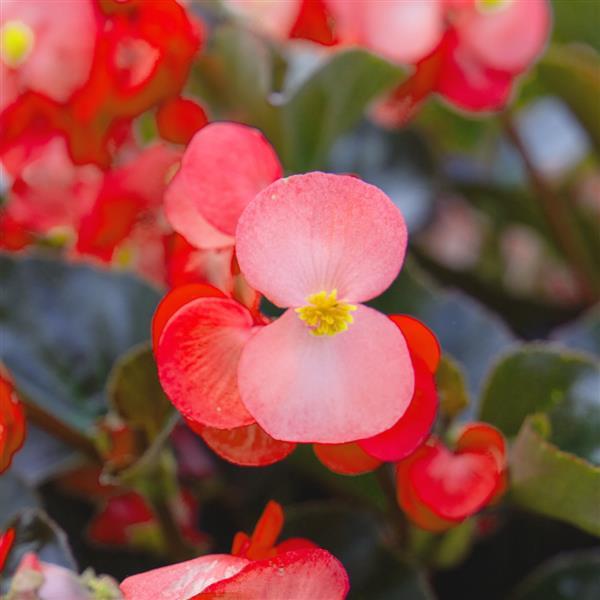 Begonia Whopper® Salmon With Bronze leaf - Bloom