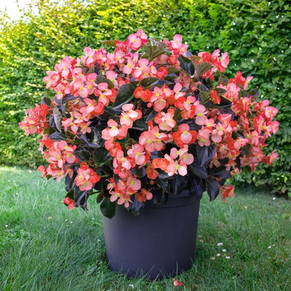 Begonia Whopper Salmon With Bronze leaf - Container