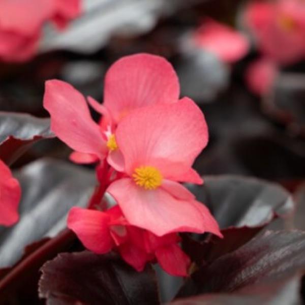 Begonia Whopper® Rose With Espresso Leaf - Bloom